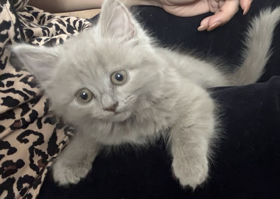 Котенок шотландец