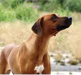 Femela rhodesian Ridgeback