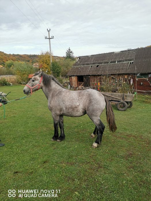 Vand manza sura de 1 an jumate