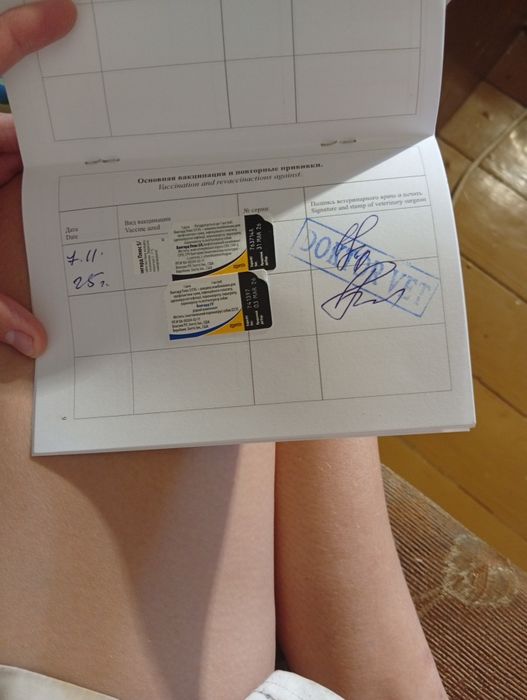 Продам срочно собаку американский питдбуль девочка