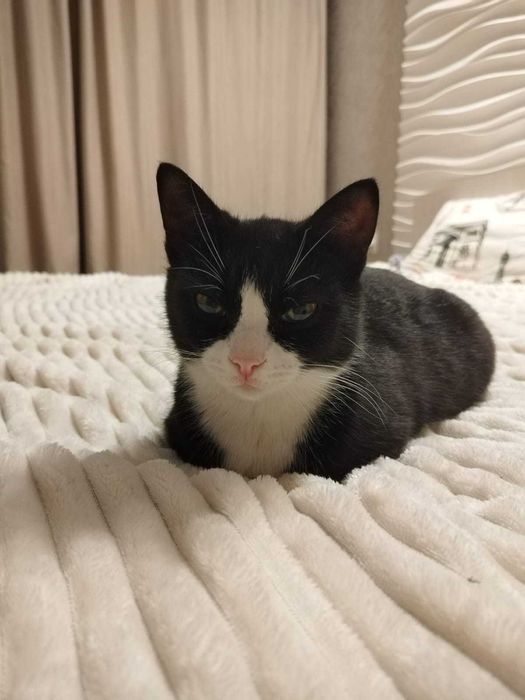 Котята в заботливые руки