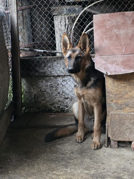 Mascul Ciobanesc german