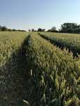 Grau de Samanta C2 Syngenta Genesi
