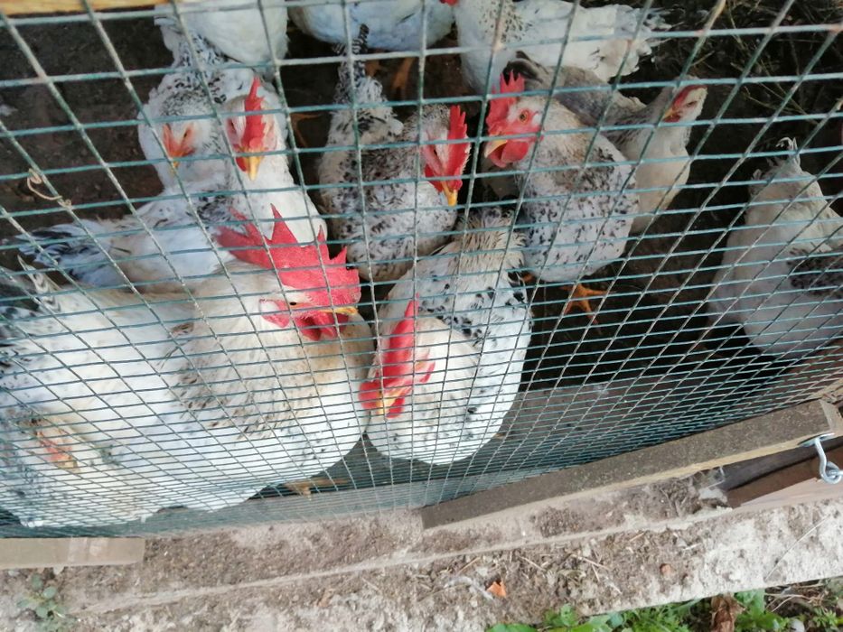 Vând pui de găină