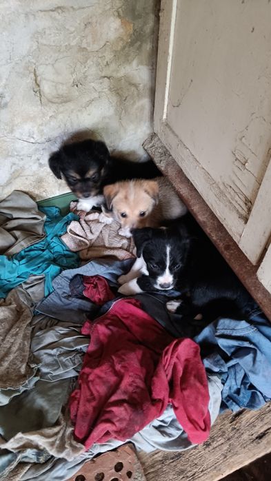 Подарявам две кученца момче и момиче