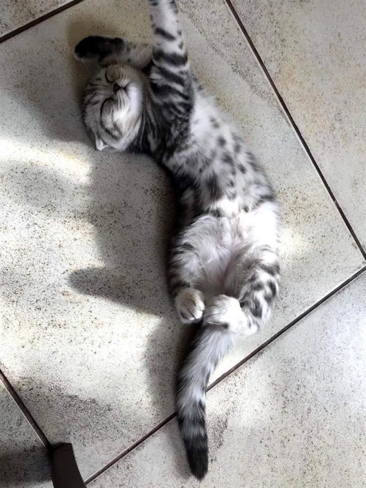 Вислоушка  скотиш фолд