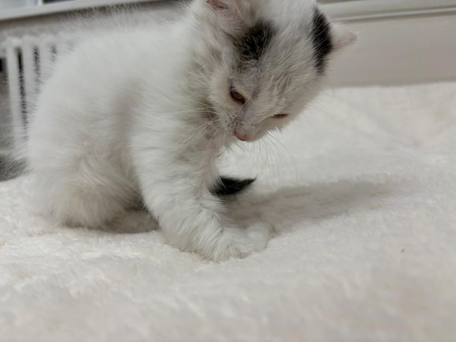 Два котенка девочки