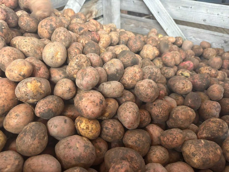 Cartofi alb, nesortati, mare si samanta in biguri