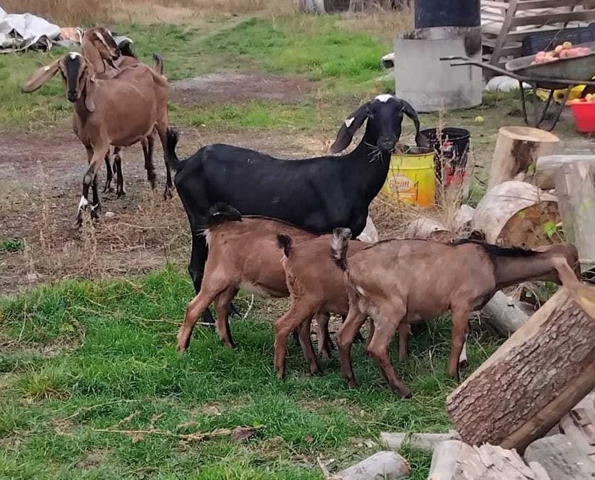 Vand capre anglo nubiene