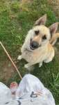 Donez catelusa metis husky cu maliniois