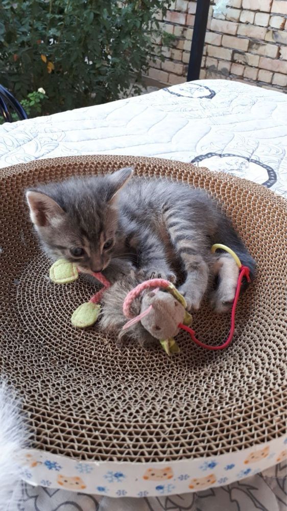 Котята в добрые руки!