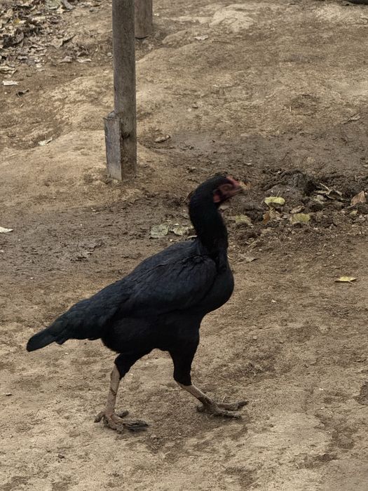 Makyon tovuqlar (boboq tovuqlar)