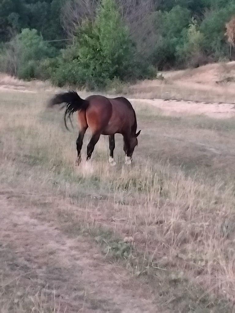 Cal tanar de vanzare
