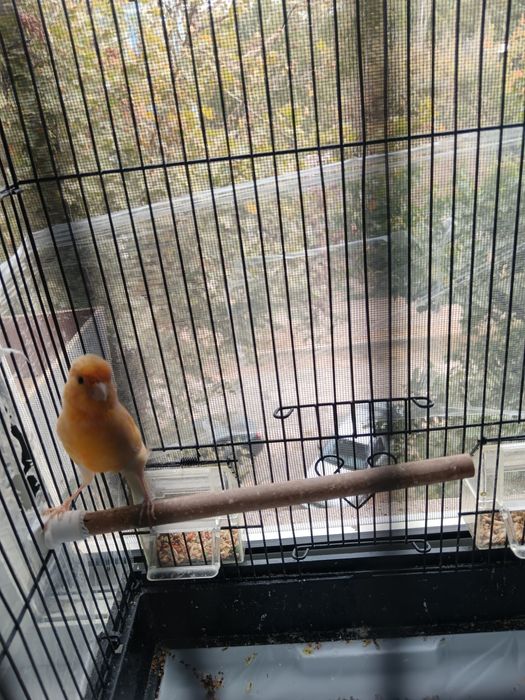 Canareyka Nar 7-8 oyli qush sayridi