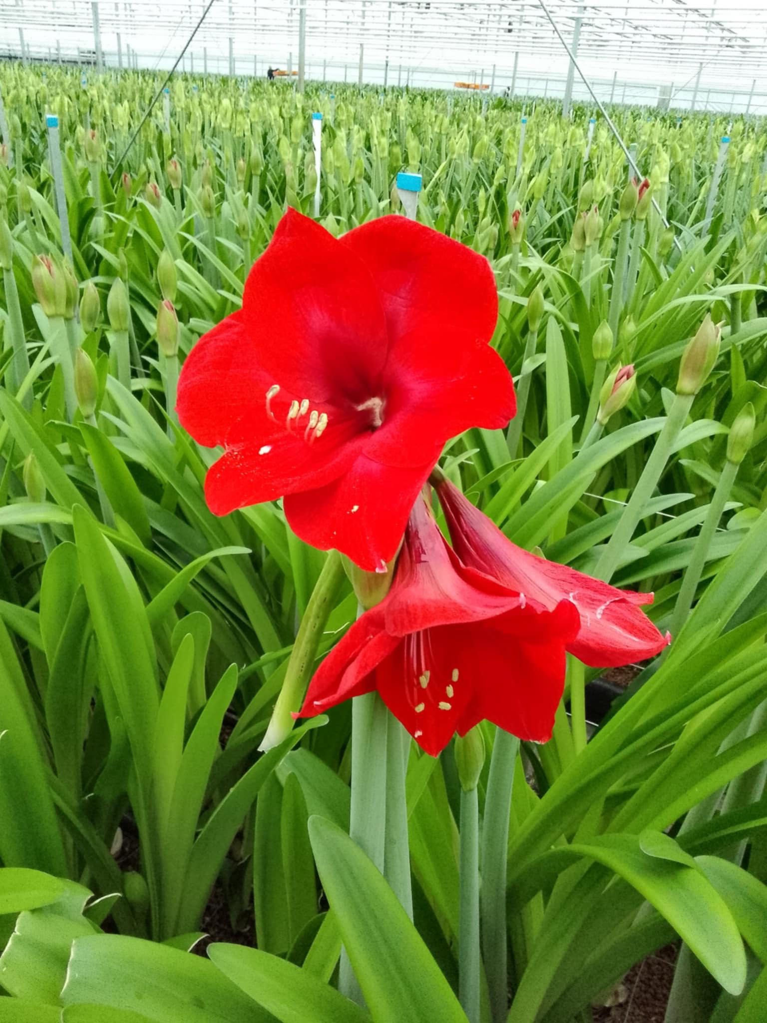 Луковици Амарилис