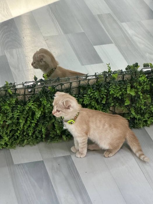Скотиш фолд кошка продается