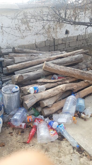 Ótin sotiladi tol daraxt