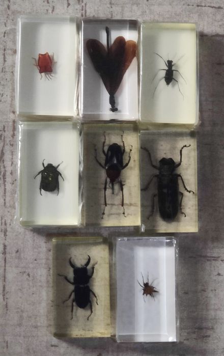 DeAgostini-insecte în rășină