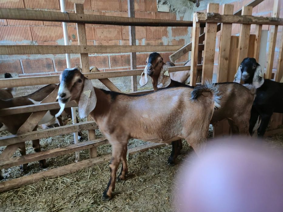 De vinzare țapi Anglo Nubian cu pedigree