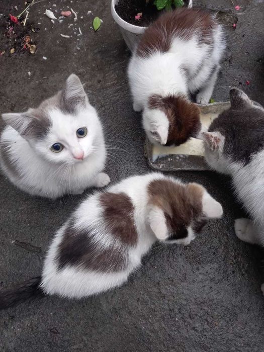 Бесплатно отдам котят в добрые руки — девочки, 2 месяца
