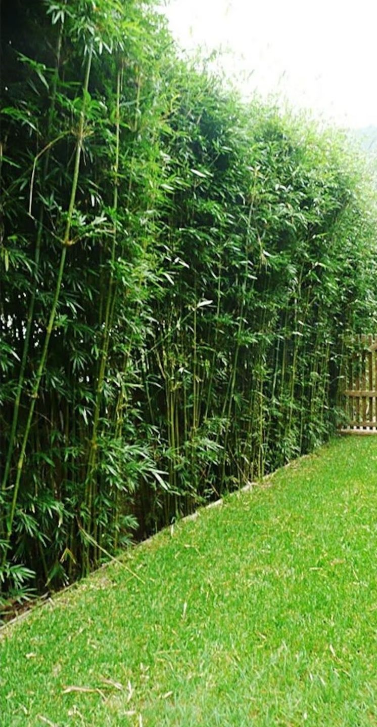 Bambus verde tot anul