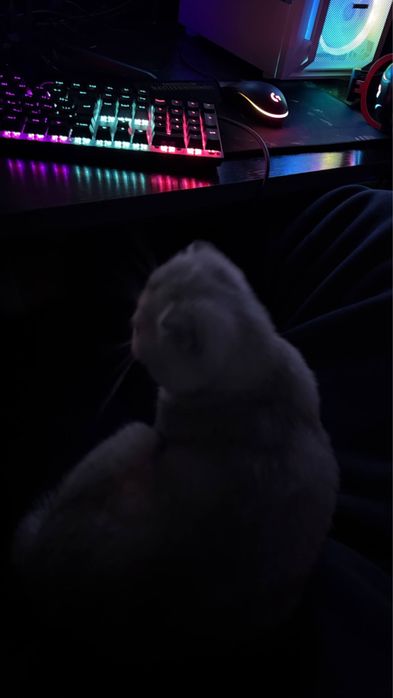 Веслоухая шотландская кошка