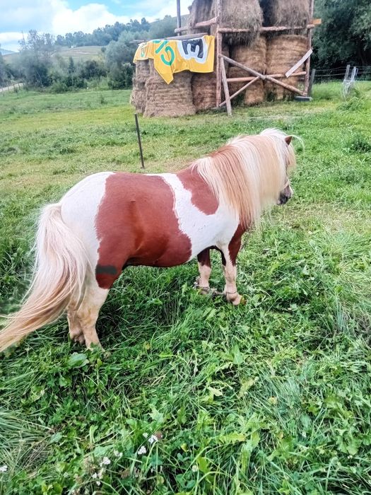Ponei de vânzare