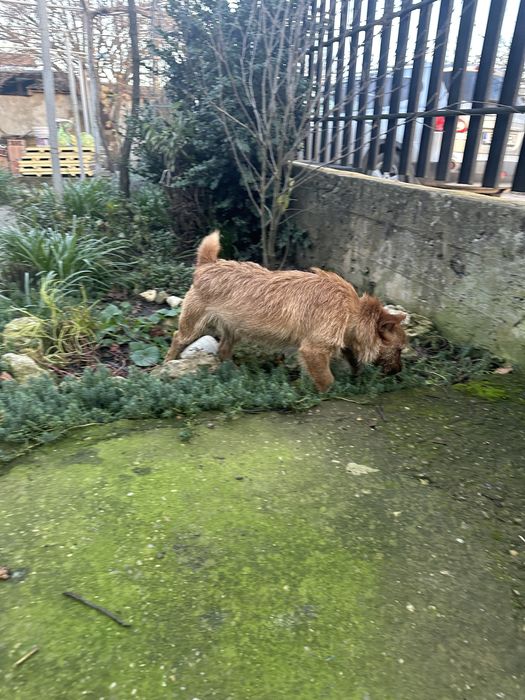 Мъжко куче териер