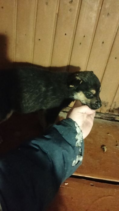 Щенки европейской овчарки