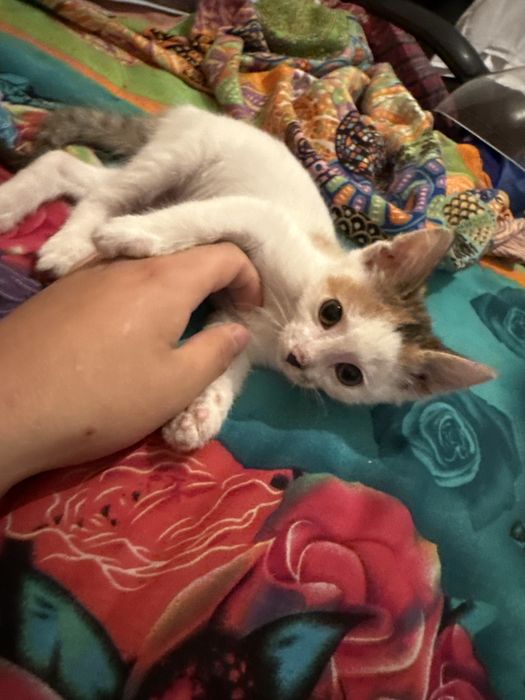 Котенок даром в добрые руки