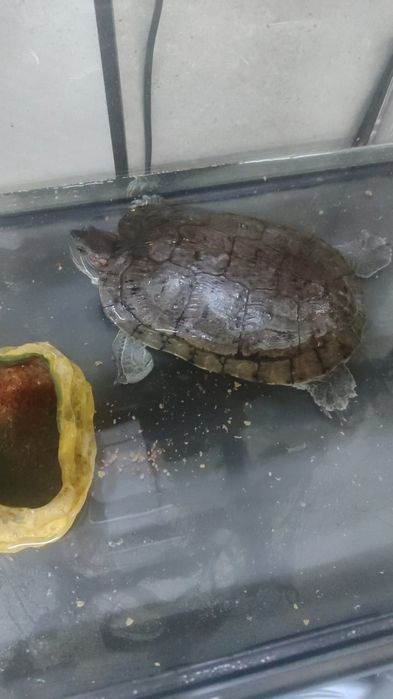 В дар красноухая водяная черепаха