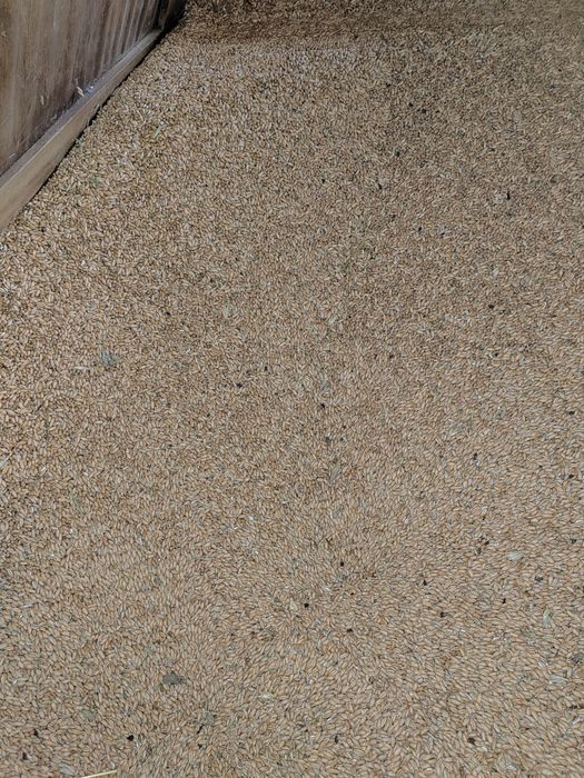 Vând  tritricale