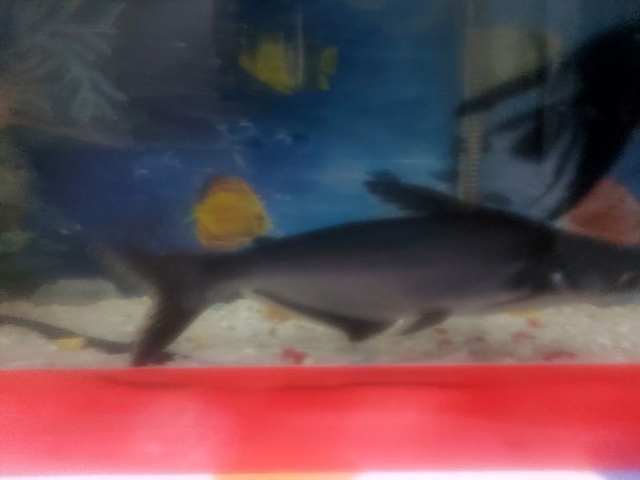 Акула мирный соглом