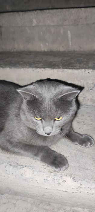 Mushuk 2 yosh hadiyaga beriladi