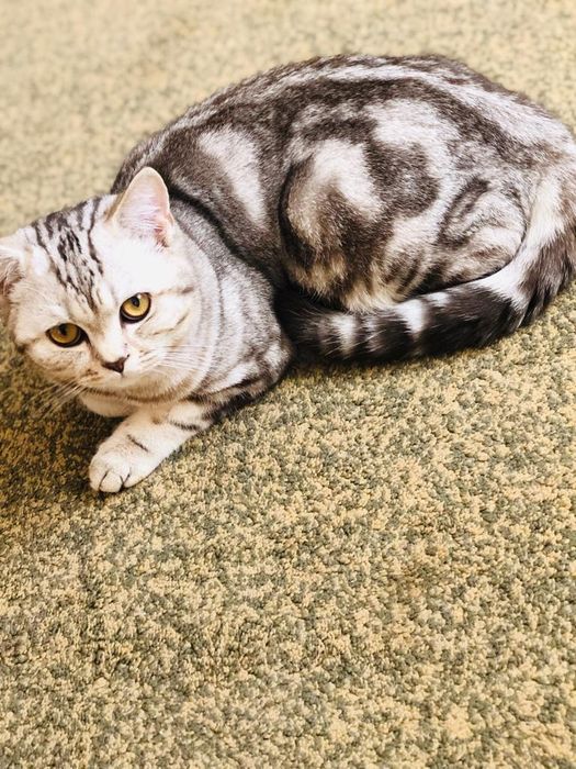 Молодой,опытный прямоухий шотландский кот (скоттиш страйт) для вязки