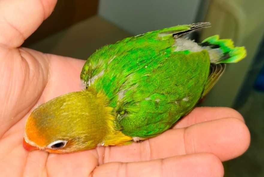 agapornis fisher
