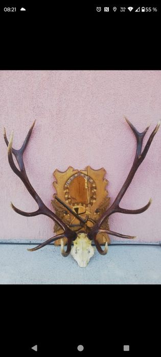 Trofeu cerb carpatin