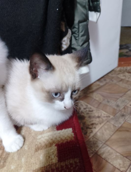 Отдам котят даром