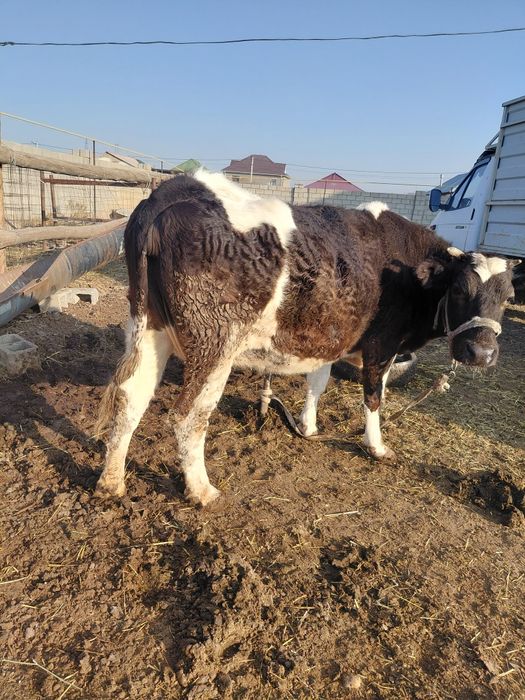 Семіз сиыр бар бордақы