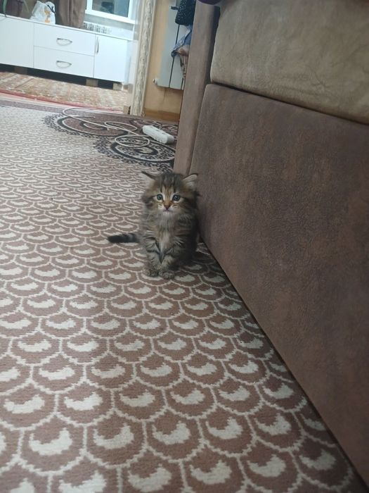 Zotdor chiroyli mushuk hadyaga beriladi