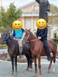 Айгыр 4 жасар сосын 7 жасар