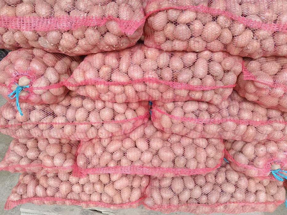 Cartofi roșii de sămânța