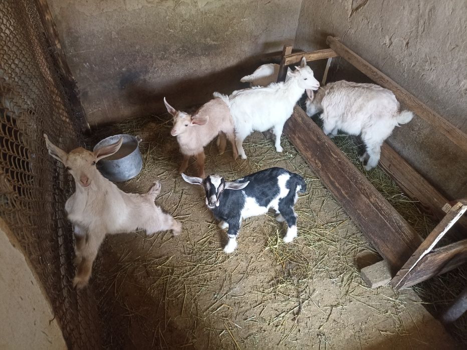 Козлята Заанинские