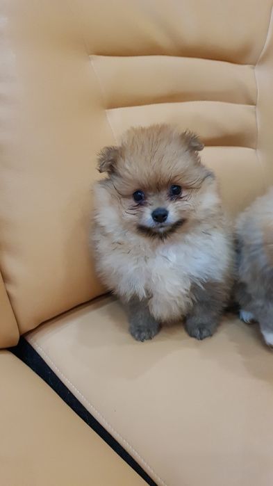 Померан померанчета Гр София снимки от днес 05.12.2025г