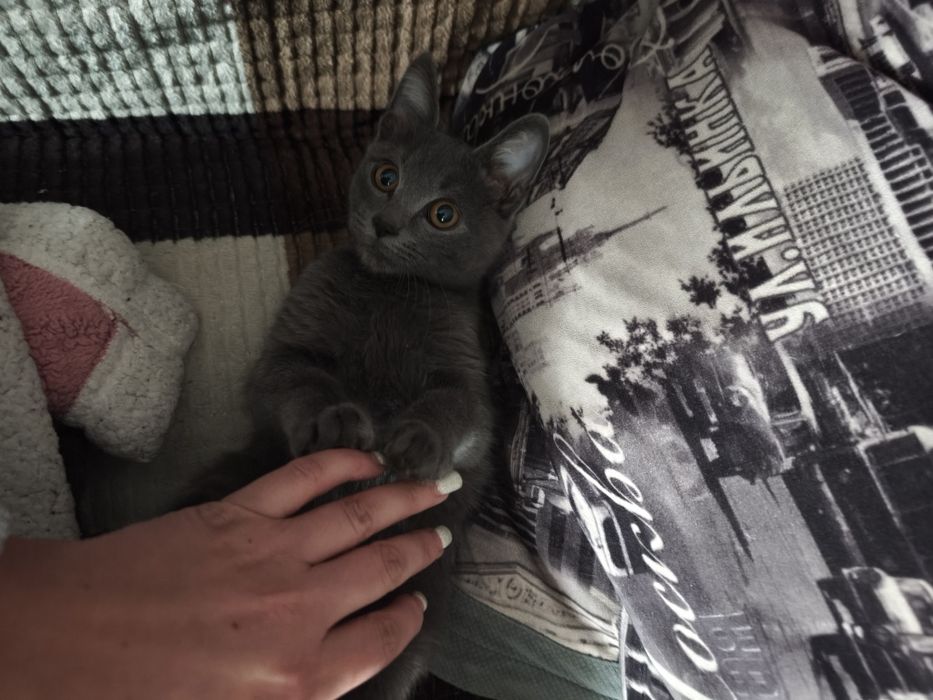 Котенок русской голубой