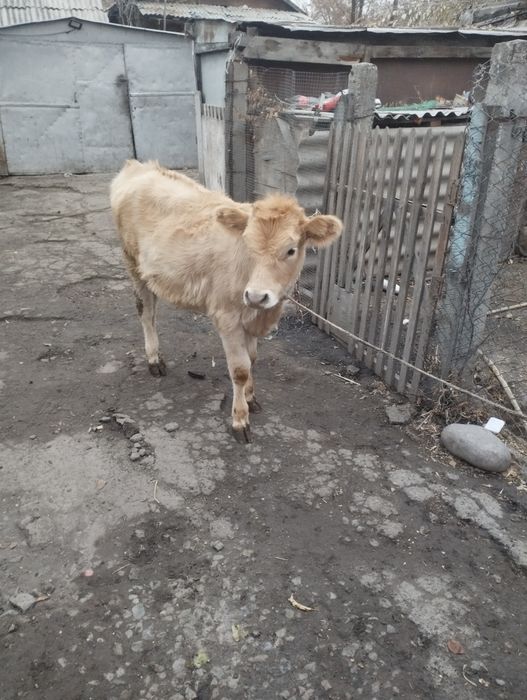 Срочно продам телёнка