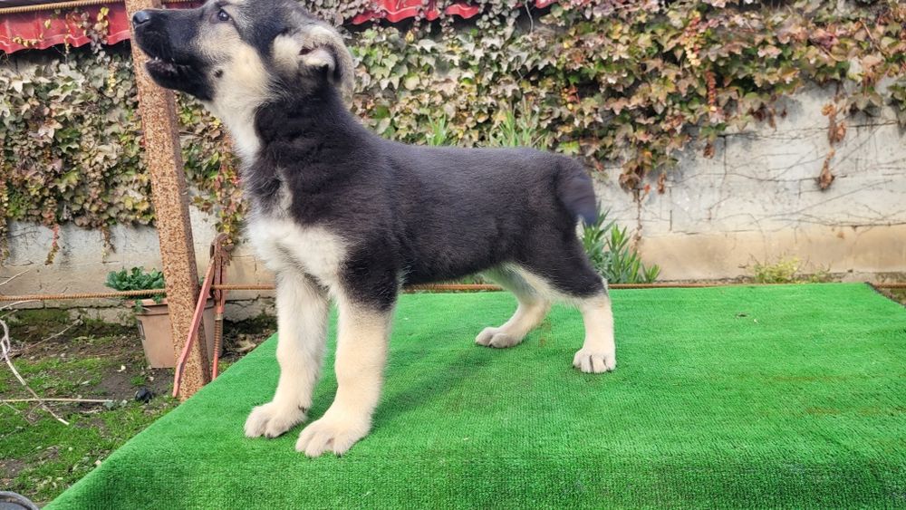 Ciobanesc  Est-european  femela.