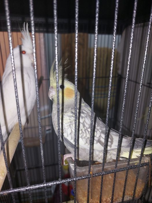 Vand Ninfe diferite culori