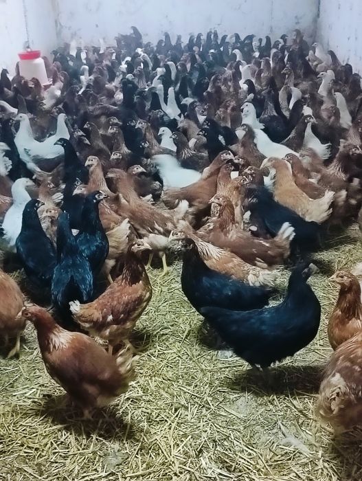 Puicuțe, tineret rase de ouat