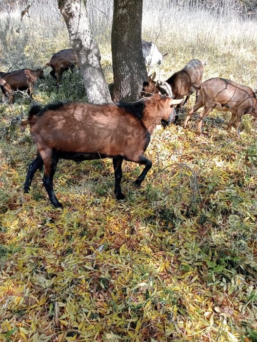 Vand tap alpin francez